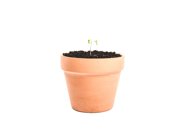 Blumentopf aus Ton